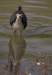 Waterhen, White-breasted. Amaurornis phoenicurus k2