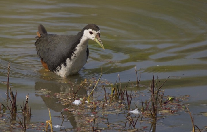 Waterhen, White-breasted. Amaurornis phoenicurus k1