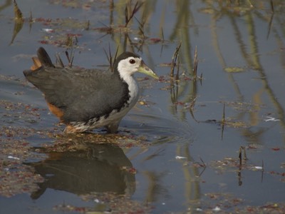 Waterhen, White-breasted. Amaurornis phoenicurus k4