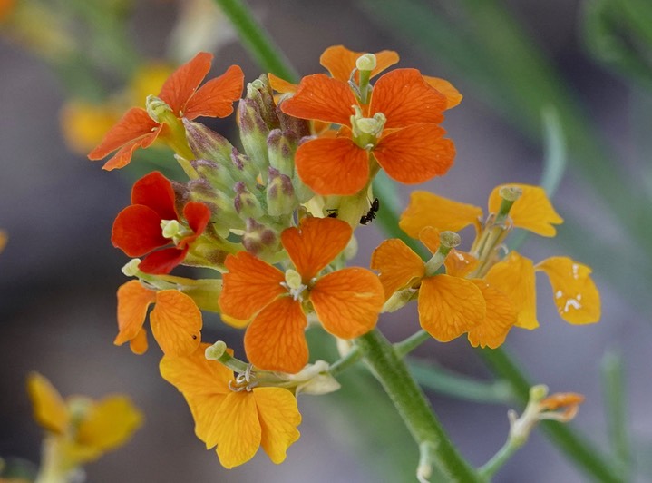 Western Wallflower, Erysimum capitatum a