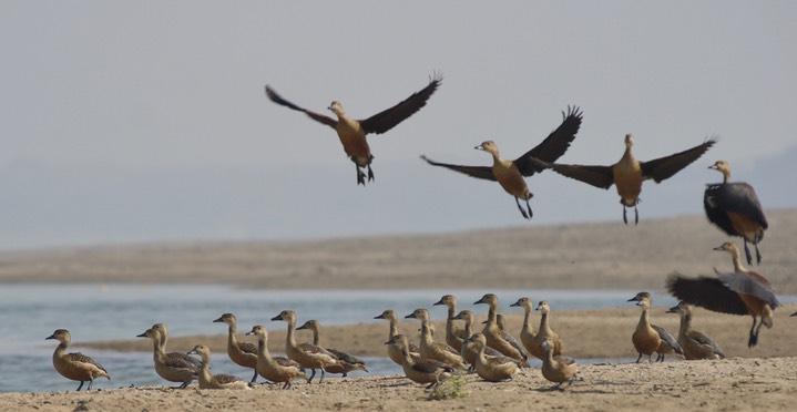 Whistling-Duck, Lesser. Dendrocygna javanica1