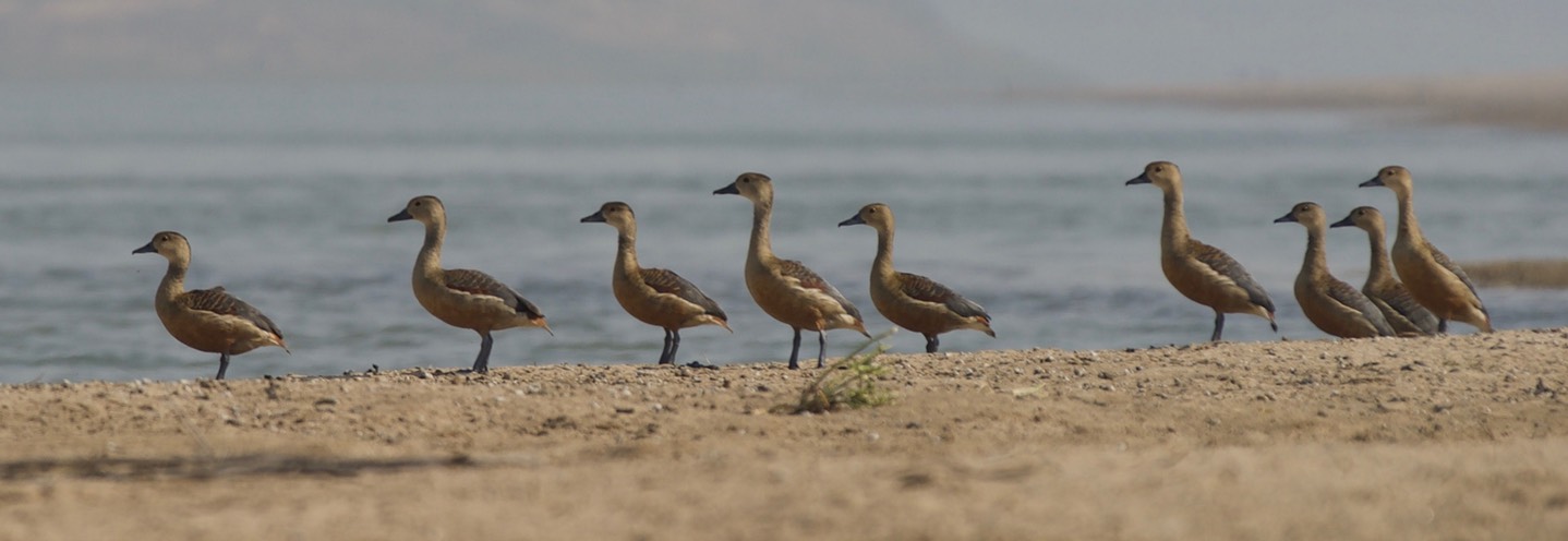 Whistling-Duck, Lesser. Dendrocygna javanica2