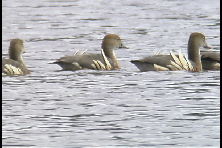 Whistling-Duck, Plumed 2