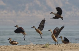 Whistling-Duck, Lesser. Dendrocygna javanica