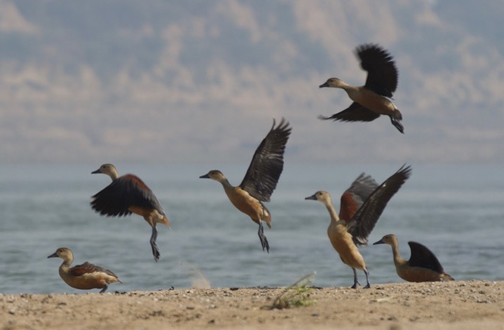 Whistling-Duck, Lesser. Dendrocygna javanica