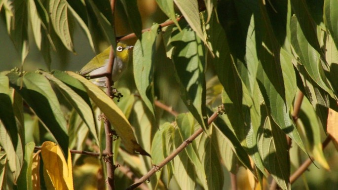 White-Eye, Oriental 2