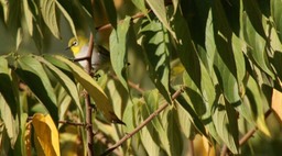 White-Eye, Oriental