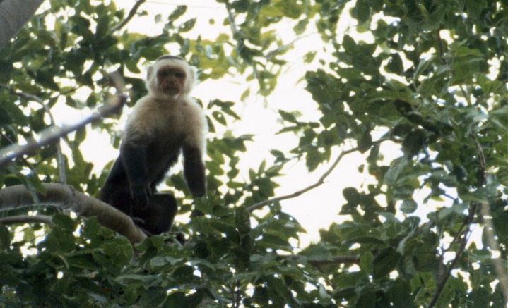 White throated Capuchin062