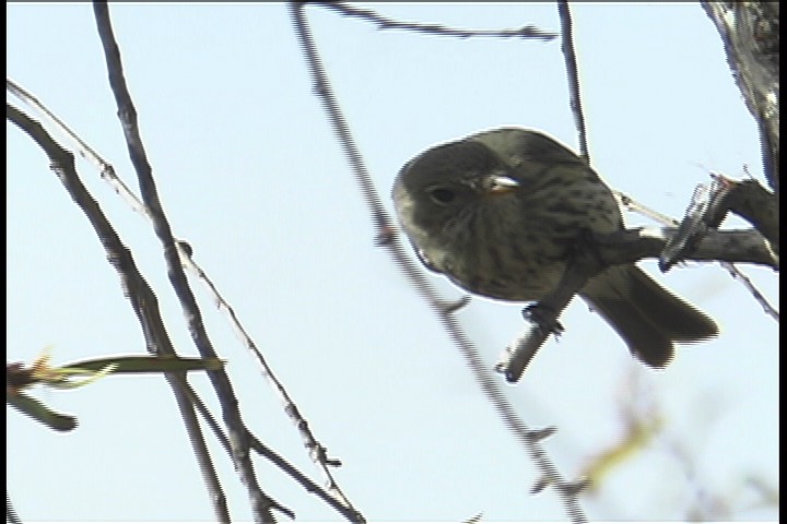 Winter, Jacky 4