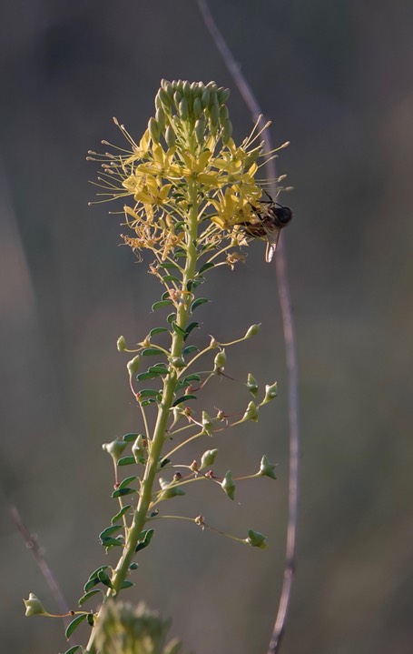 Peritoma lutea, Yellow Bee Plant 8-18