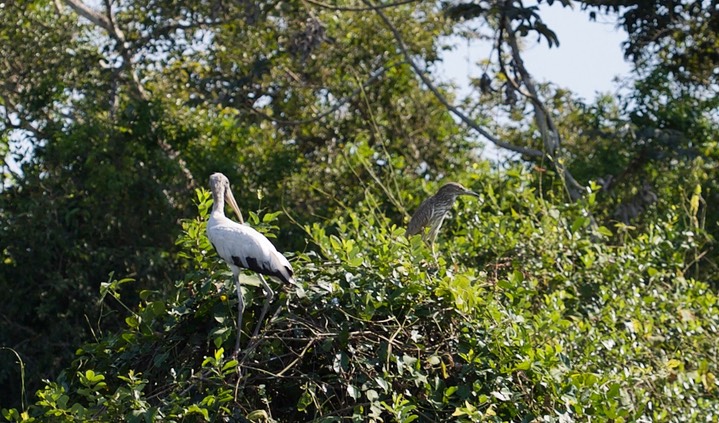 Wood Stork & Black-crowned Night-Heron
