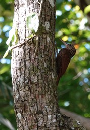 Woodcreeper, Ivory-billed Xiphorhynchus flavigaster