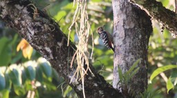 Woodpecker, Fulvous-breasted Pied 2