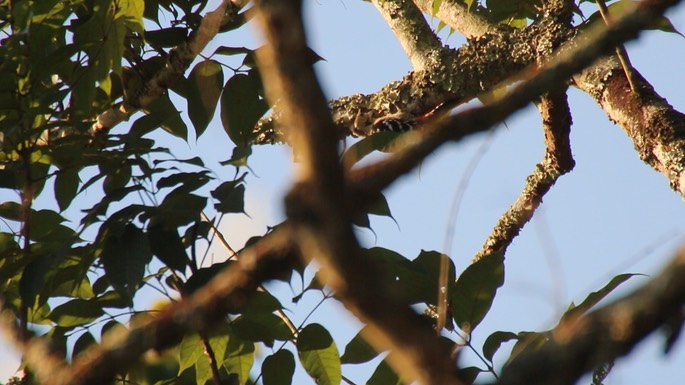 Woodpecker, Fulvous-breasted Pied