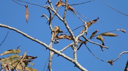 Woodpecker, Grey-capped Pygmy