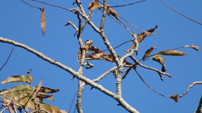 Woodpecker, Grey-capped Pygmy 1