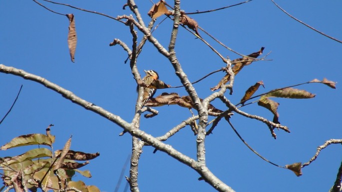 Woodpecker, Grey-capped Pygmy