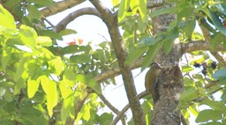 Woodpecker, Grey-headed 1