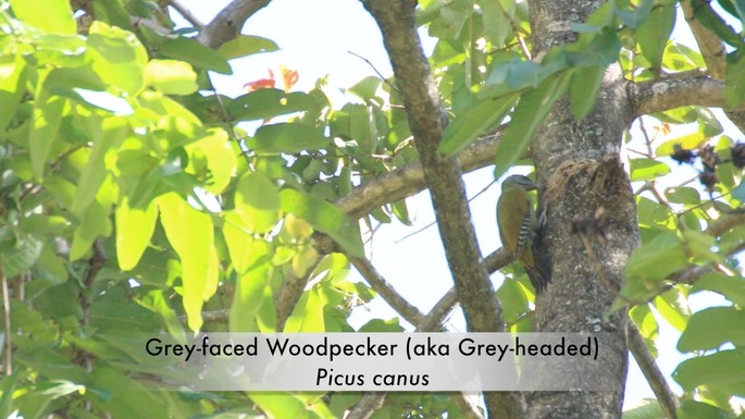 Woodpecker, Grey-headed