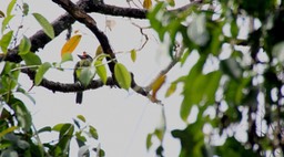 Woodpecker, Streak-throated