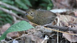 Wren-Babbler, Scaly-breasted