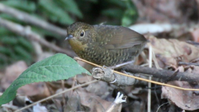 Wren-Babbler, Scaly-breasted