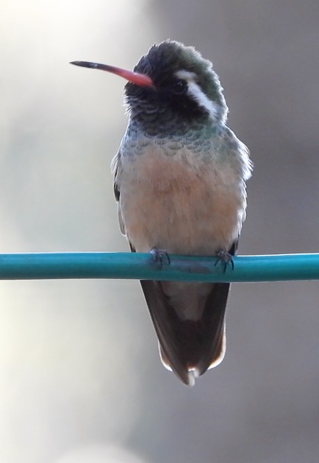 Xantus's Hummingbird, Basilinna xantusii 2