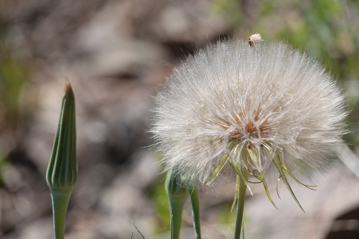 Yellow Salsify, Tragopogon dubius063019b