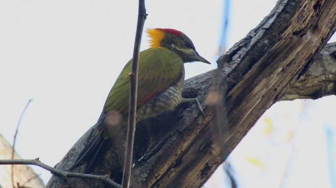 Yellownape, Lesser 2