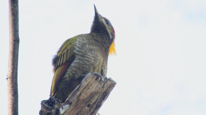 Yellownape, Lesser 3