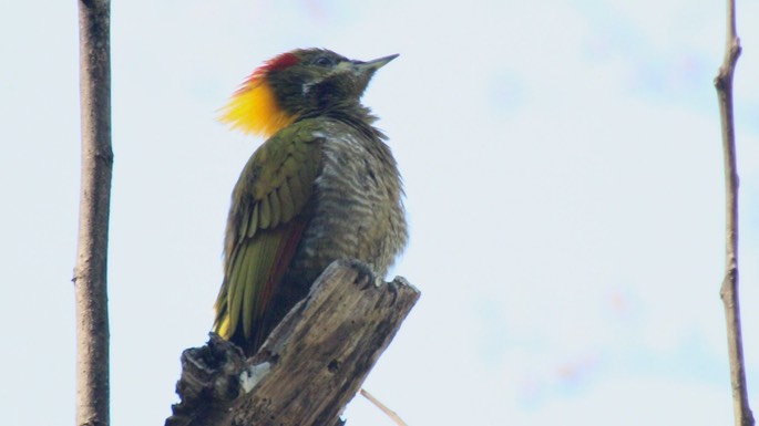 Yellownape, Lesser 4