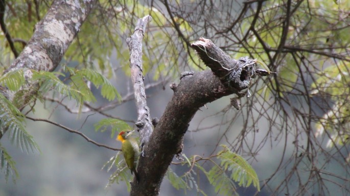 Yellownape, Lesser 5