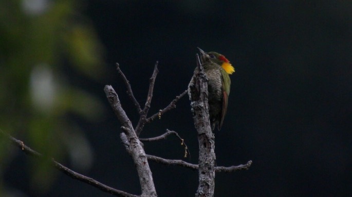 Yellownape, Lesser 6