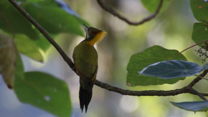 Yellownape, Lesser 7