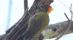 Yellownape, Lesser