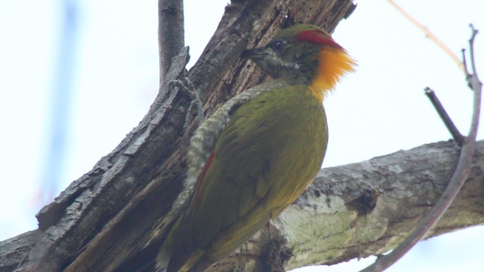 Yellownape, Lesser
