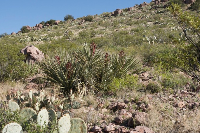 Yucca b. baccata 1