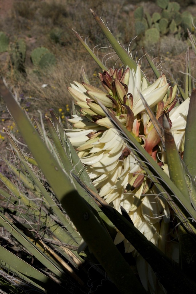 Yucca b. baccata 2