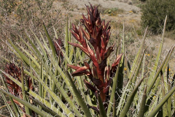 Yucca b. baccata 3