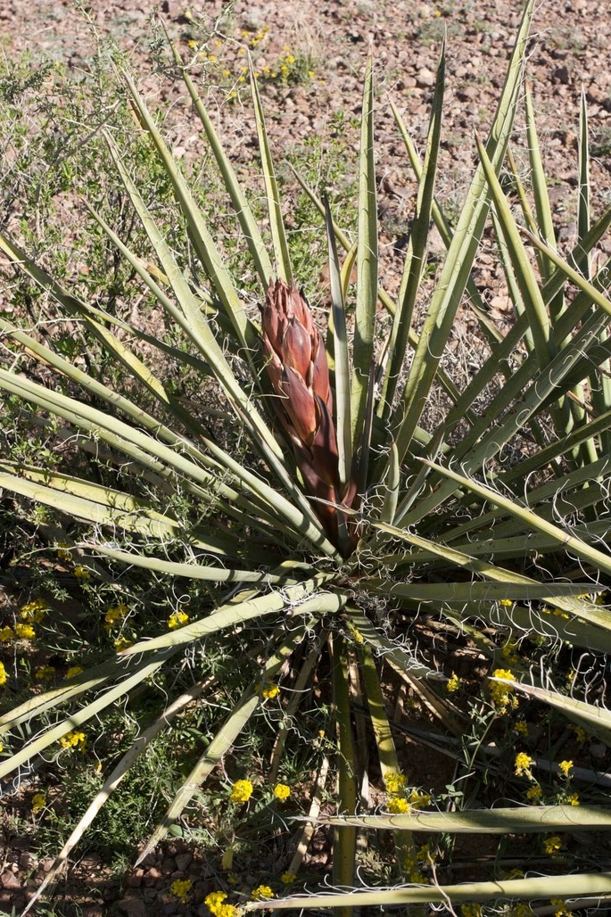Yucca b. baccata 4