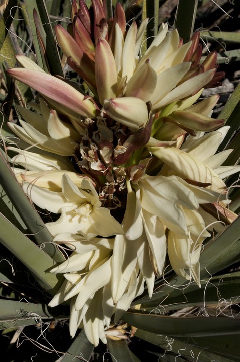 Yucca b. baccata 5