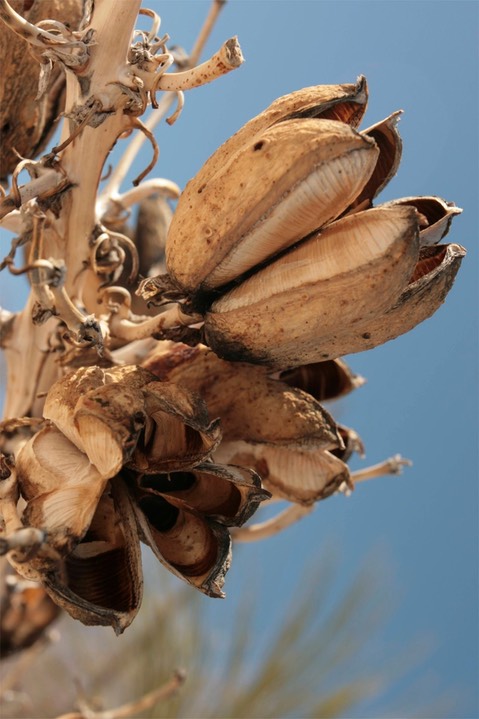 Yucca elata 1