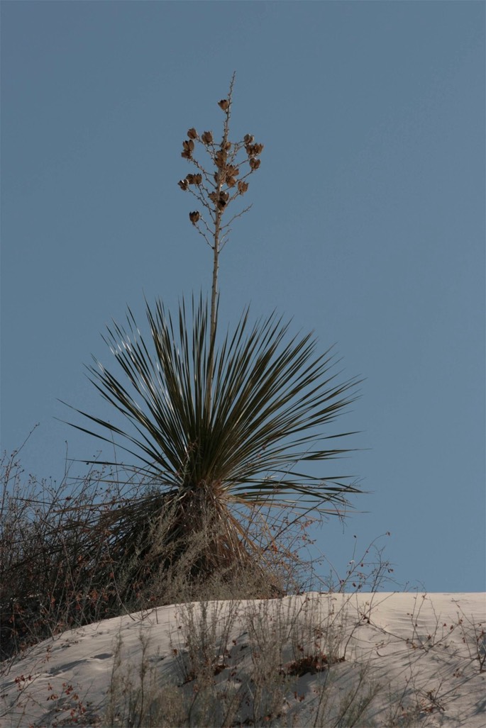 Yucca elata 2