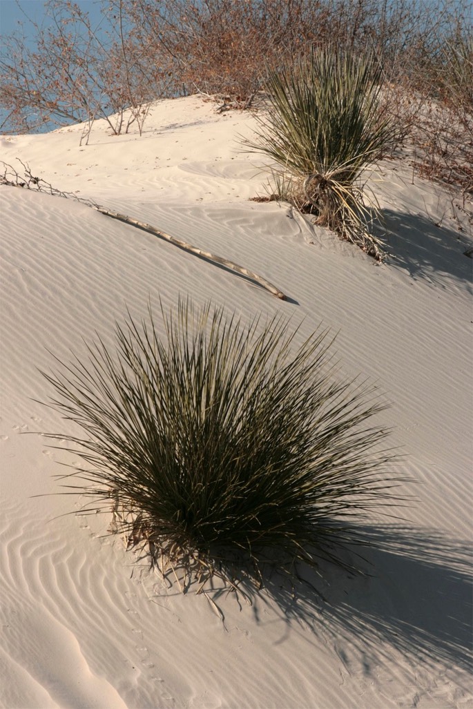 Yucca elata 3