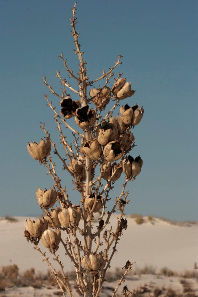Yucca elata 4