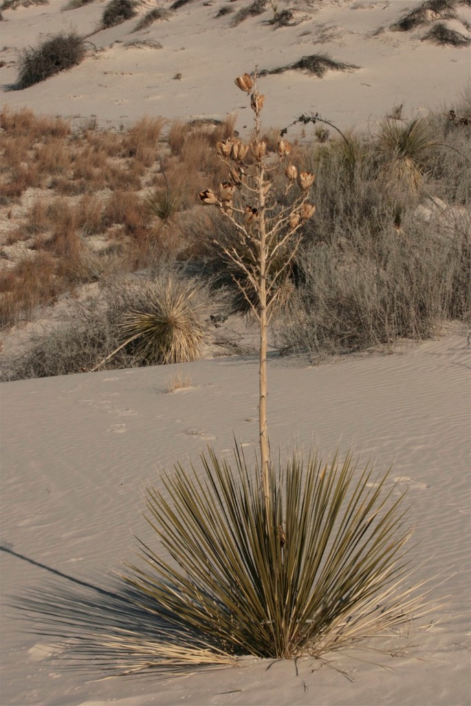 Yucca elata 5