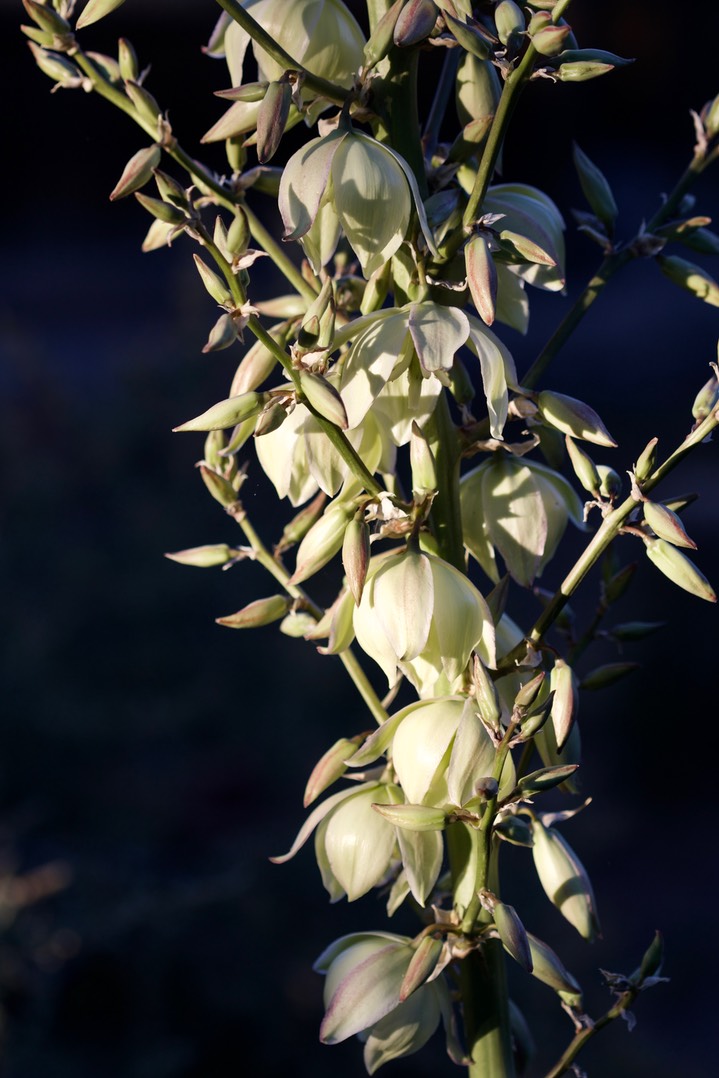 Yucca elata, Soaptree Yucca, Hillsboro2