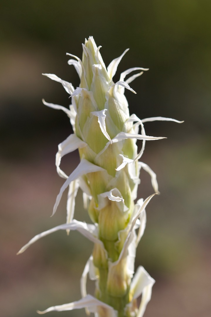 Yucca elata, Soaptree Yucca 4-27a