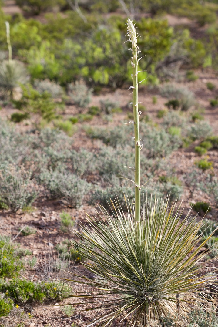 Yucca elata, Soaptree Yucca 4-27b