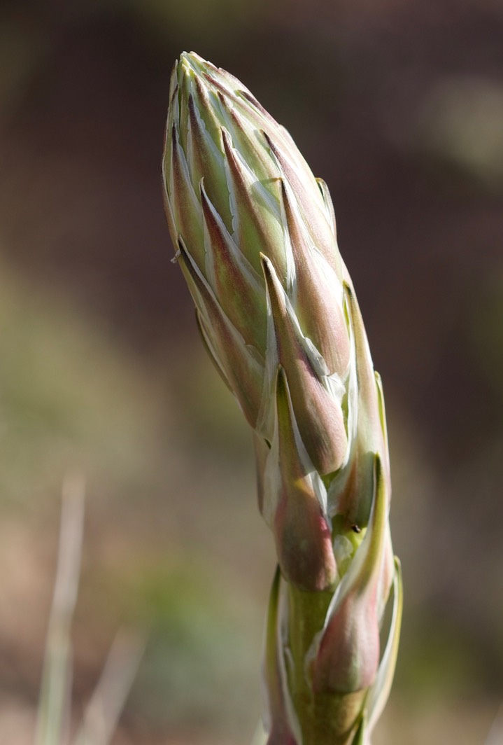 Yucca elata, Soaptree Yucca 4-27c